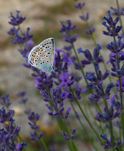 Polyommatus escheri