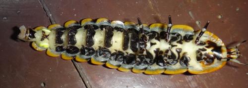 Réf. 144 792 : Lamprigera tenebrosa