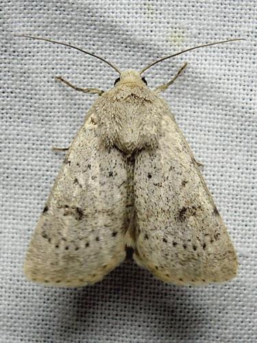 Réf. 144 027 : Hoplodrina respersa