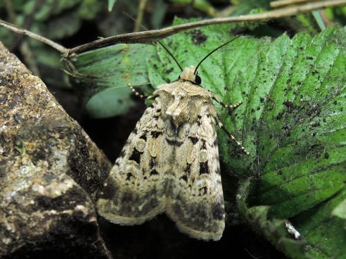Réf. 144 023 : Chersotis multangula