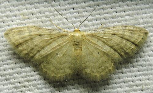Idaea dilutaria