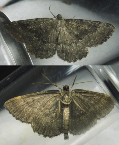 Réf. 144 021 : Gnophos furvata