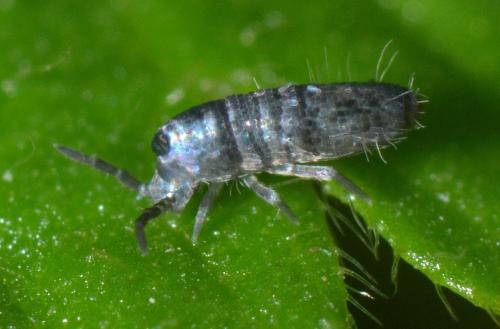 Lepidocyrtus curvicollis