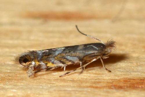 Phyllonorycter robiniella