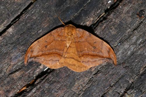 Drepana curvatula