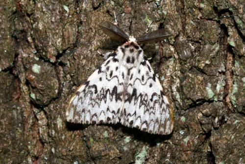 Lymantria monacha