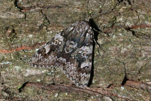 Catocala promissa