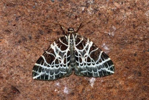 Réf. 144 717 : Eustroma reticulata