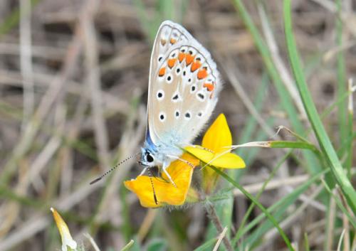 Polyommatus icarus