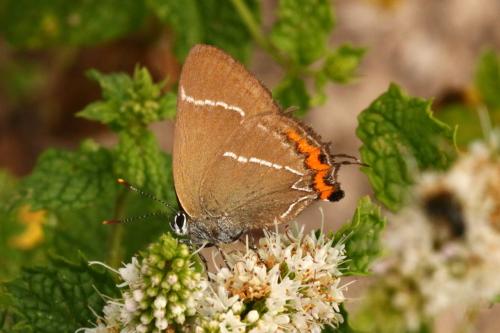 Réf. 144 955 : Satyrium w-album