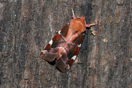 Cosmia diffinis
