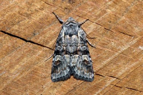 Réf. 144 718 : Brachylomia viminalis