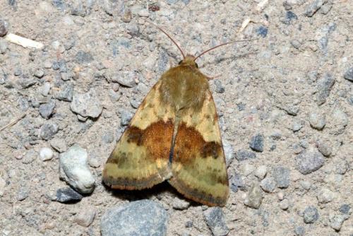 Réf. 144 476 : Heliothis viriplaca