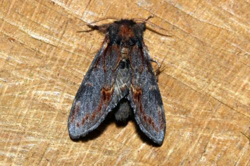 Notodonta dromedarius