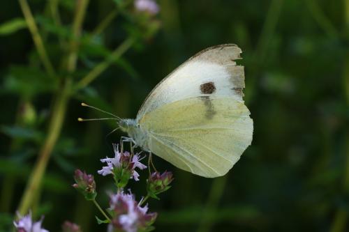 Réf. 144 954 : Pieris brassicae
