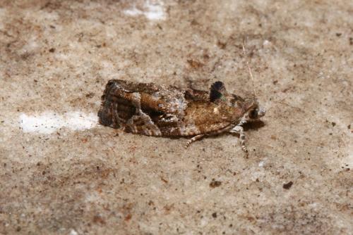 Eudemis porphyrana