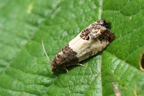 Spilonota ocellana