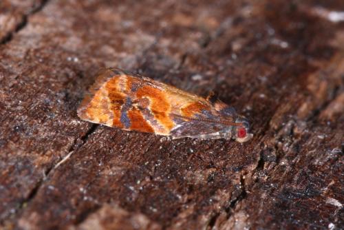 Réf. 144 663 : Ditula angustiorana