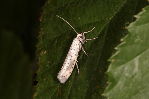 Réf. 144 237 : Yponomeuta irrorella