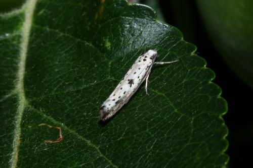 Yponomeuta plumbella
