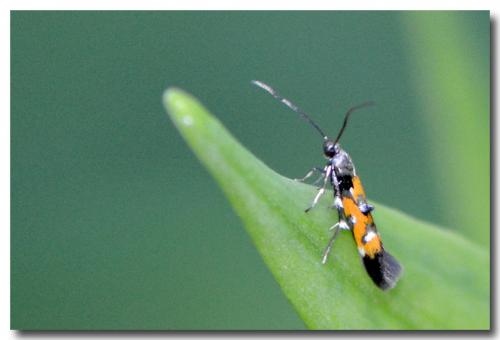 Mompha locupletella
