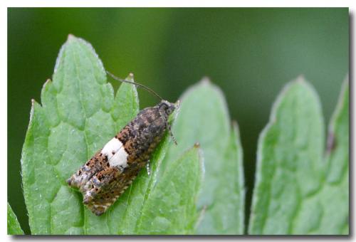 Epiblema sticticana