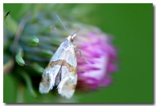 Réf. 144 100 : Aethes cnicana