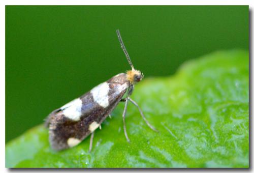 Lampronia rupella