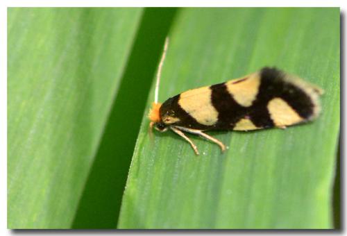 Lampronia rupella