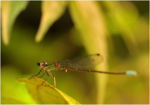 Leptagrion elongatum