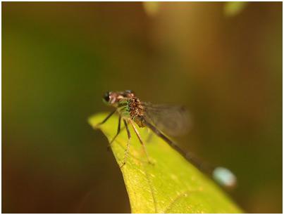 Leptagrion elongatum