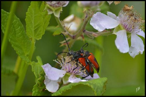Stictoleptura cordigera