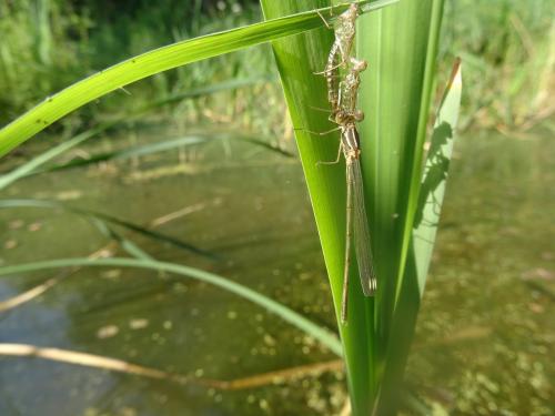 Chalcolestes viridis