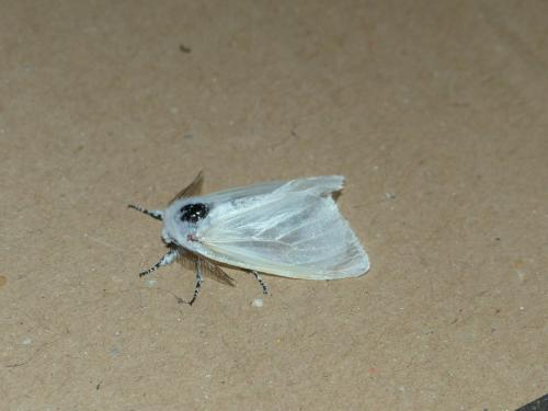 Leucoma salicis
