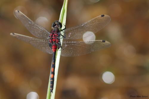 Leucorrhinia dubia