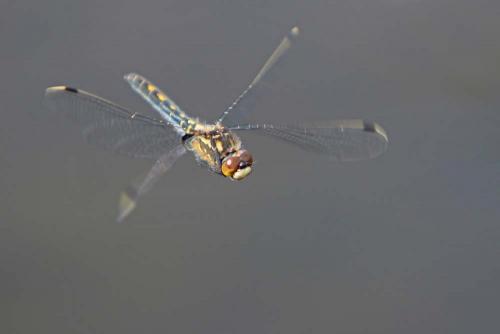 Leucorrhinia dubia