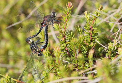 Leucorrhinia dubia