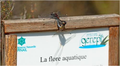 Réf. 144 540 : Leucorrhinia pectoralis