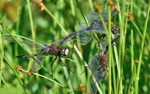 Leucorrhinia dubia