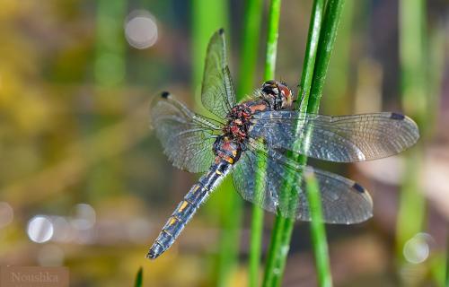 Leucorrhinia dubia