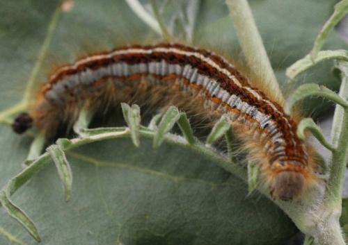 Malacosoma castrensis