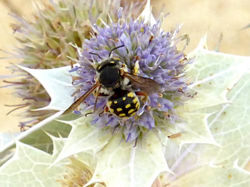 Anthidium loti