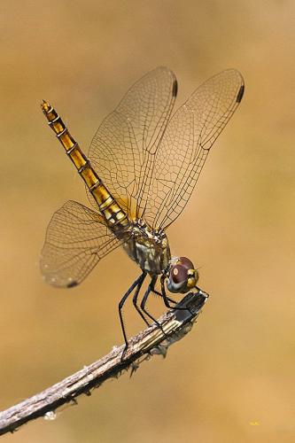 Réf. 144 045 : Trithemis annulata