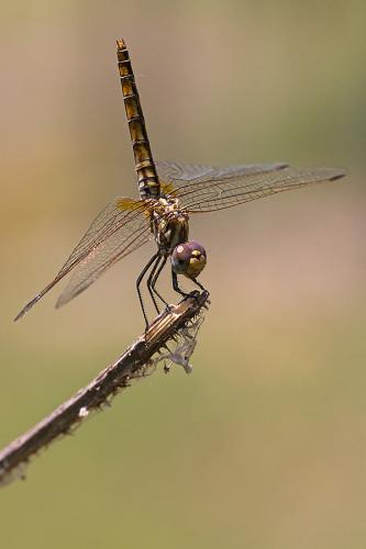 Réf. 144 046 : Trithemis annulata
