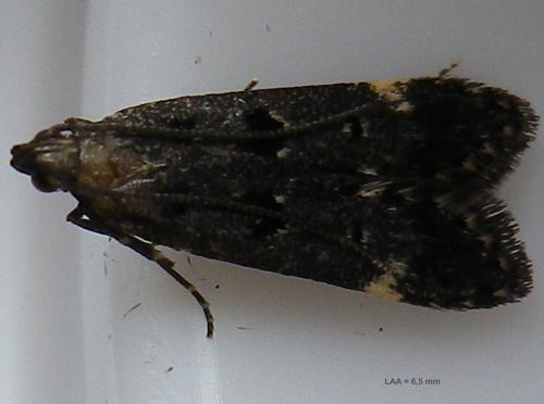 Dichomeris alacella