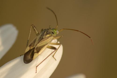 Réf. 144 612 : Adelphocoris sp.