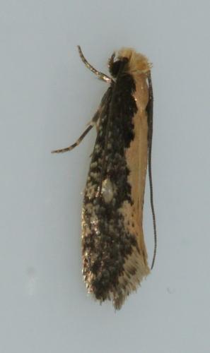 Réf. 144 874 : Monopis crocicapitella