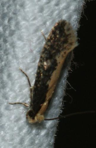 Réf. 144 875 : Monopis crocicapitella