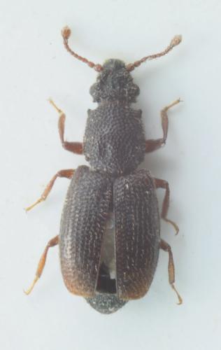 Réf. 144 436 : Monotoma picipes