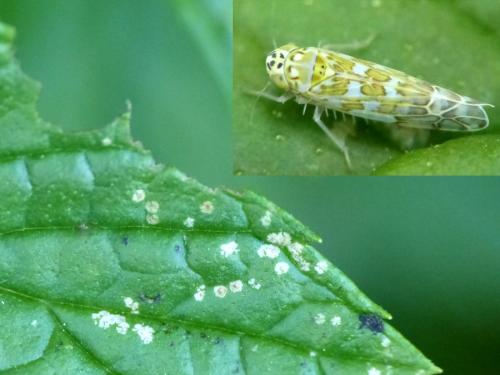 Réf. 144 119 : Eupteryx decemnotata